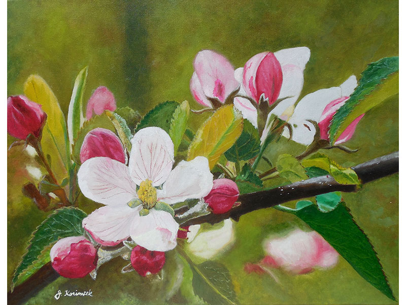 Apple Blossoms 14"x18" by Josie Korimsek