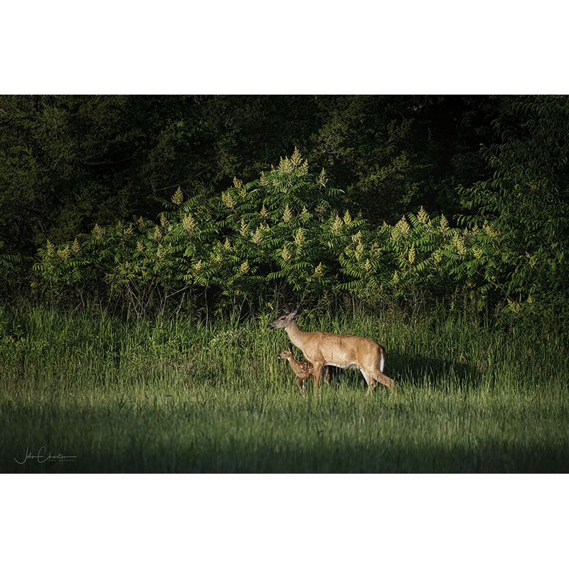 Doe and Fawn - June 2022 by John Charlton