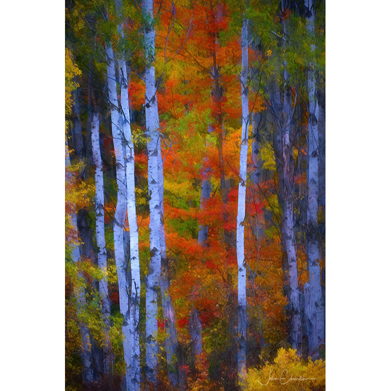 Birch trees and Autumn Colours - October 2022 by John Charlton