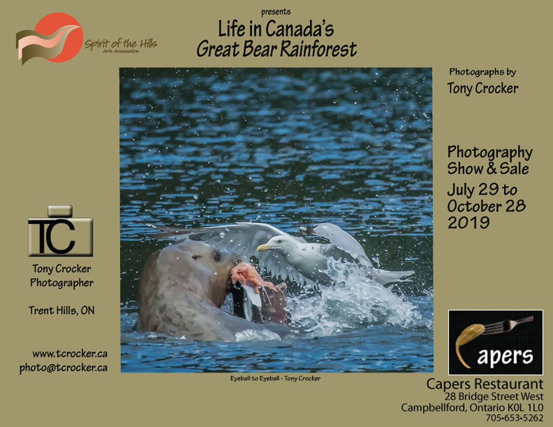 Spirit of the Hills Arts Association presents, Life in Canada's Great Bear Rainforest with photographs by Tony Crocker Photography Show & Sale July 29 to October 28, 2019