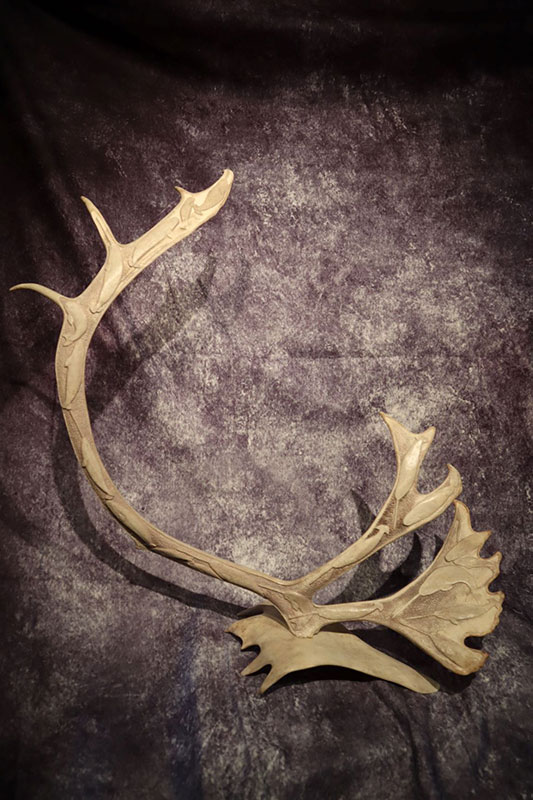 Narwhal Caribou Antler  by Rob Cochrane
