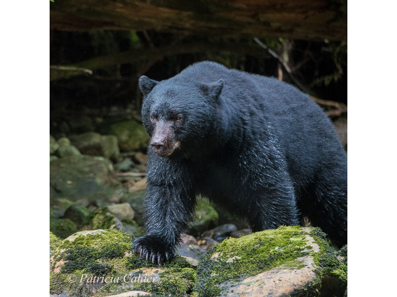 Black Bear, BC © Patricia Calder