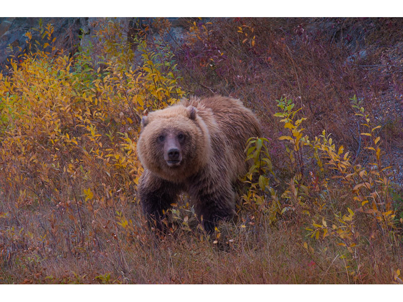 Young Grizzly Bear, YT © Patricia Calder