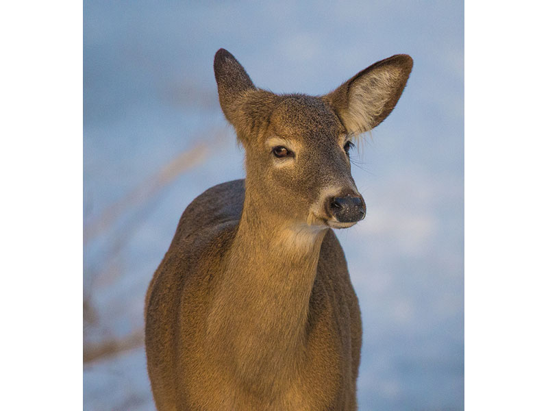 Deer, Lynde Shores, ON © Patricia Calder