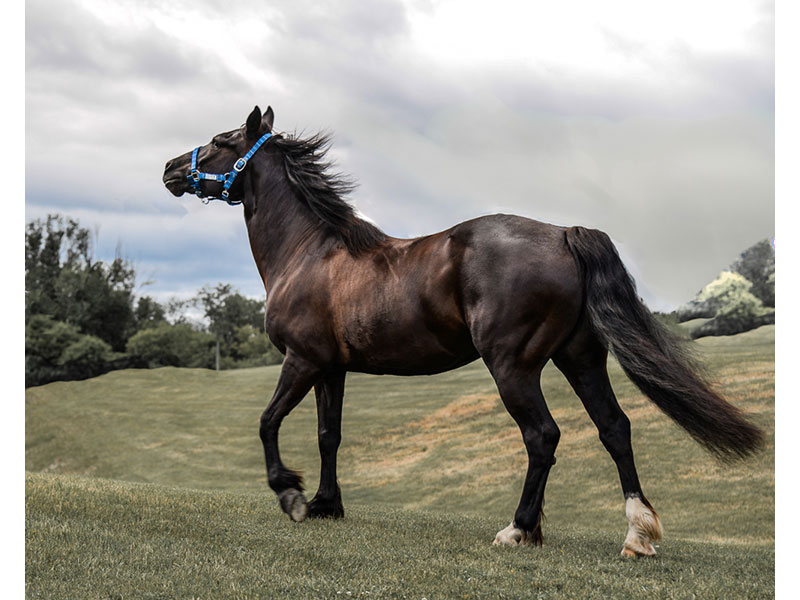 Canadian Horse, Grafton, ON © Patricia Calder