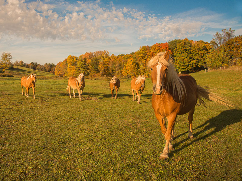 Team of Draft Horses, ON © Patricia Calder